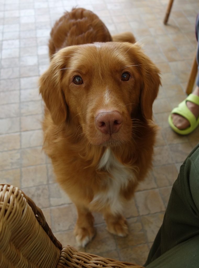 DSC04734a