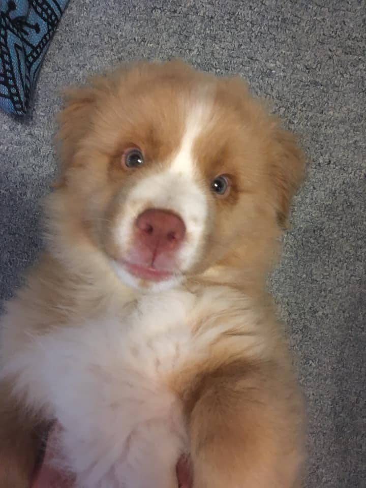Easy boy 1