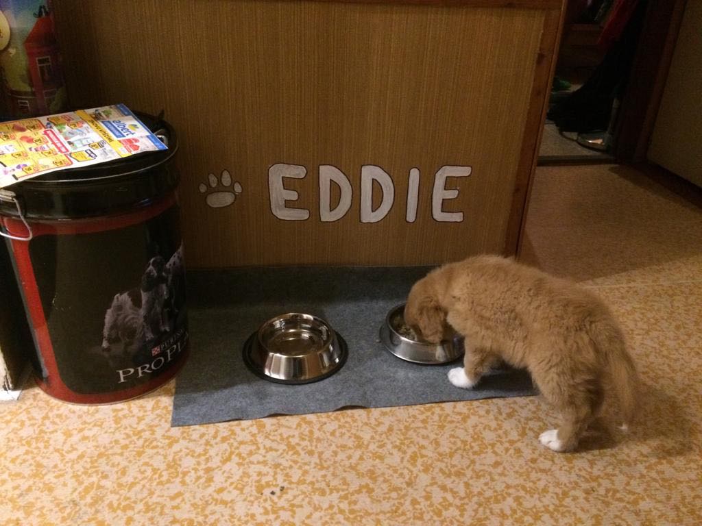Eddie 2