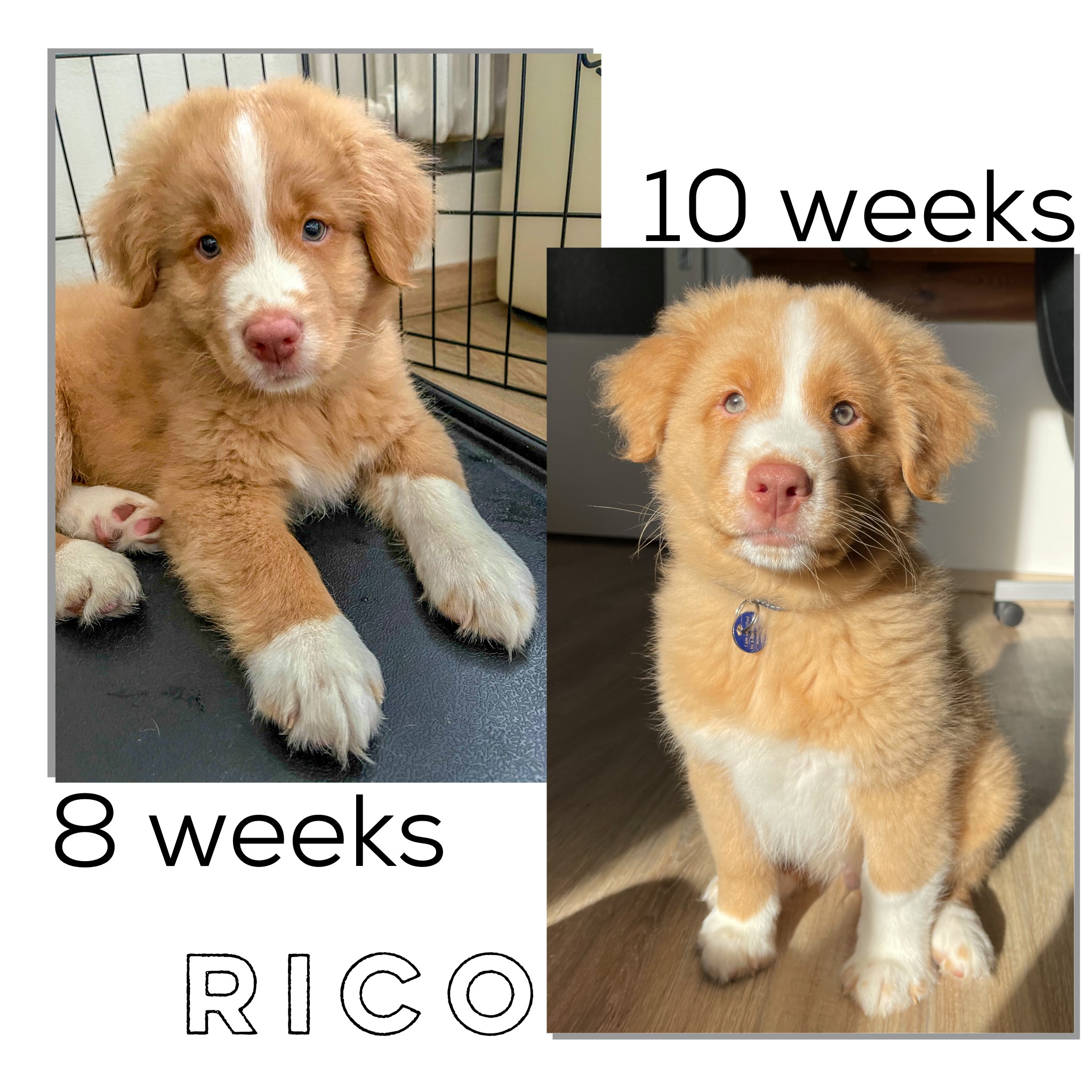 Enrico 1