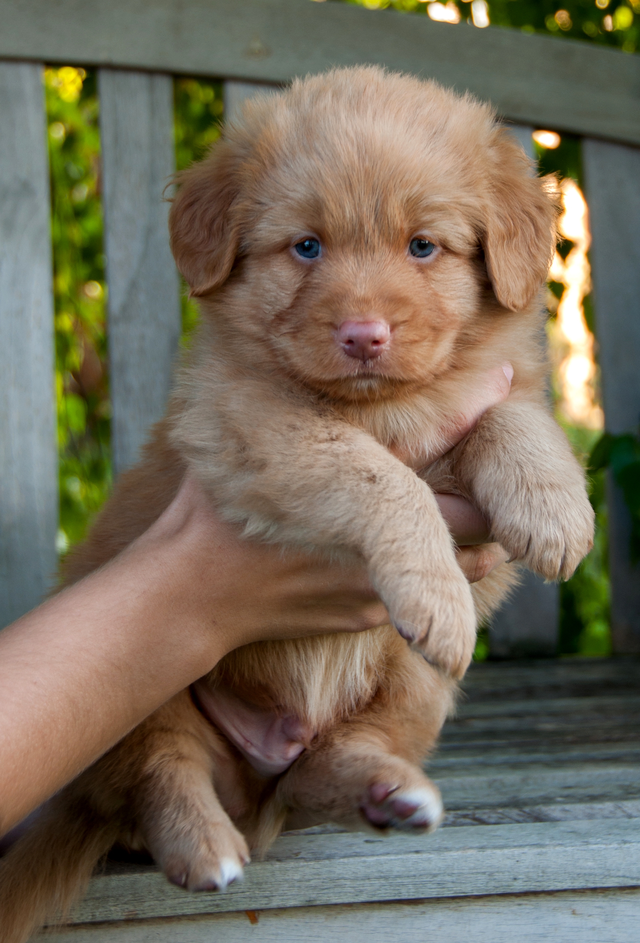 Bodie