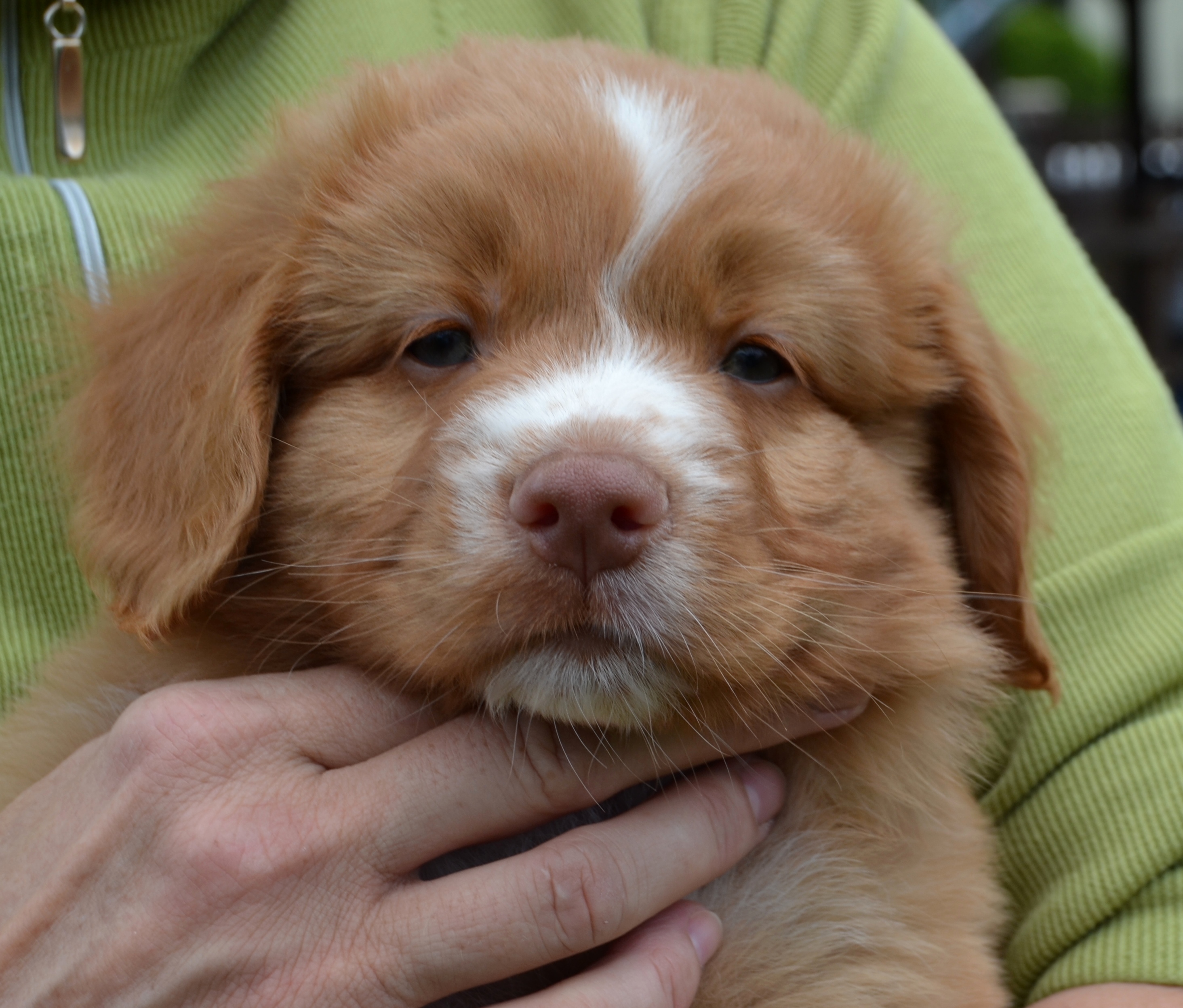 Benji