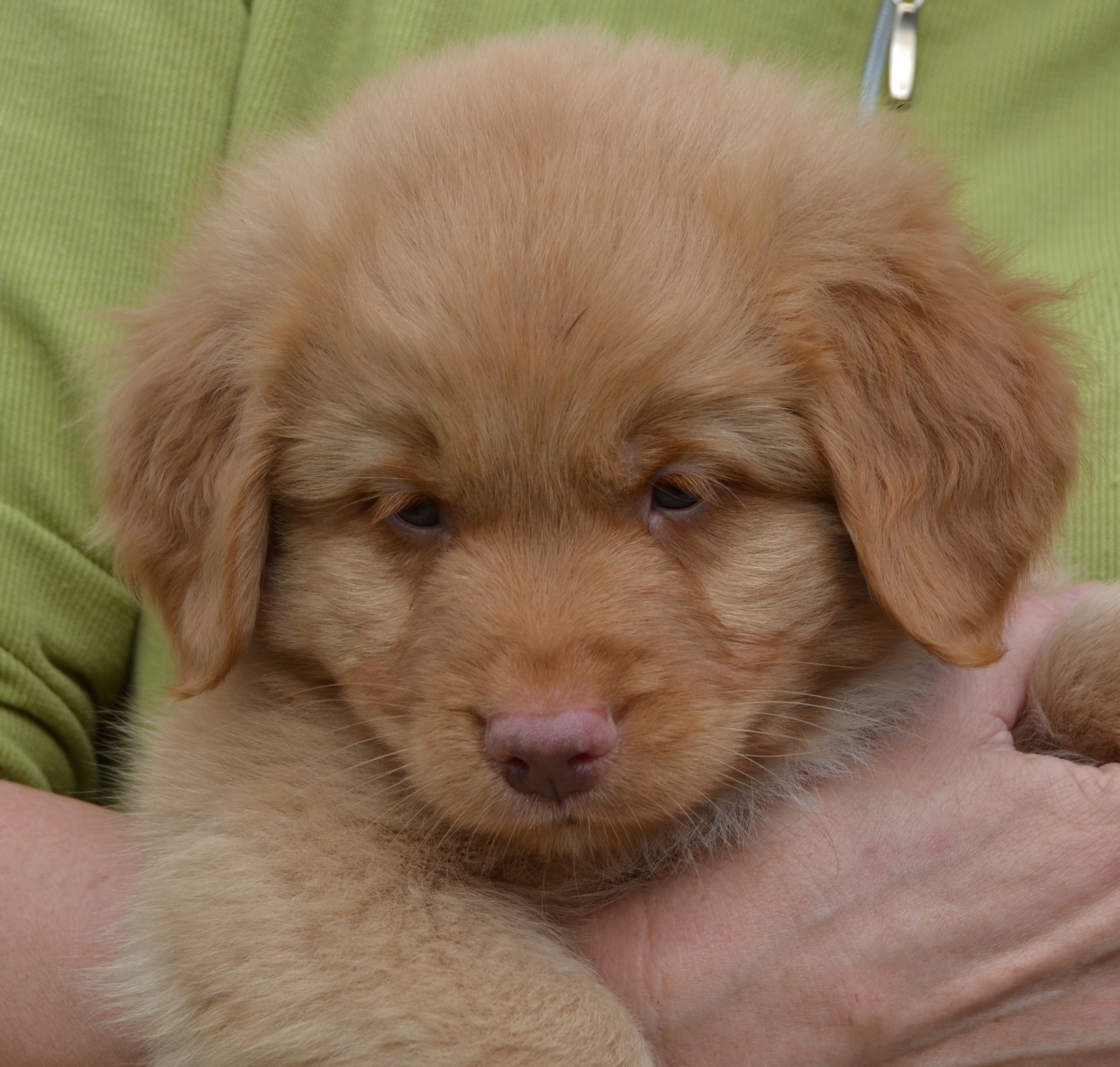 Bodie