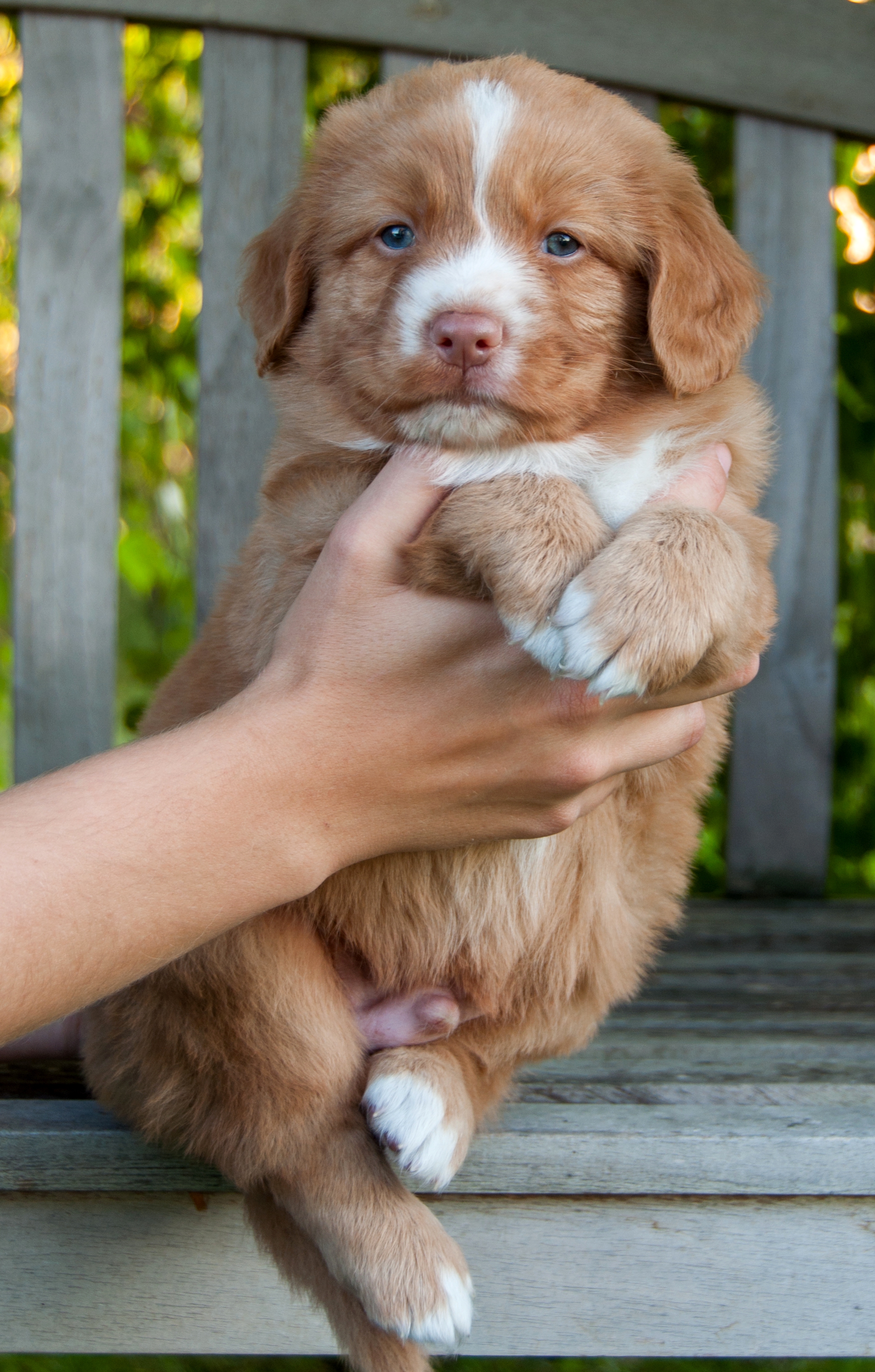 Benji