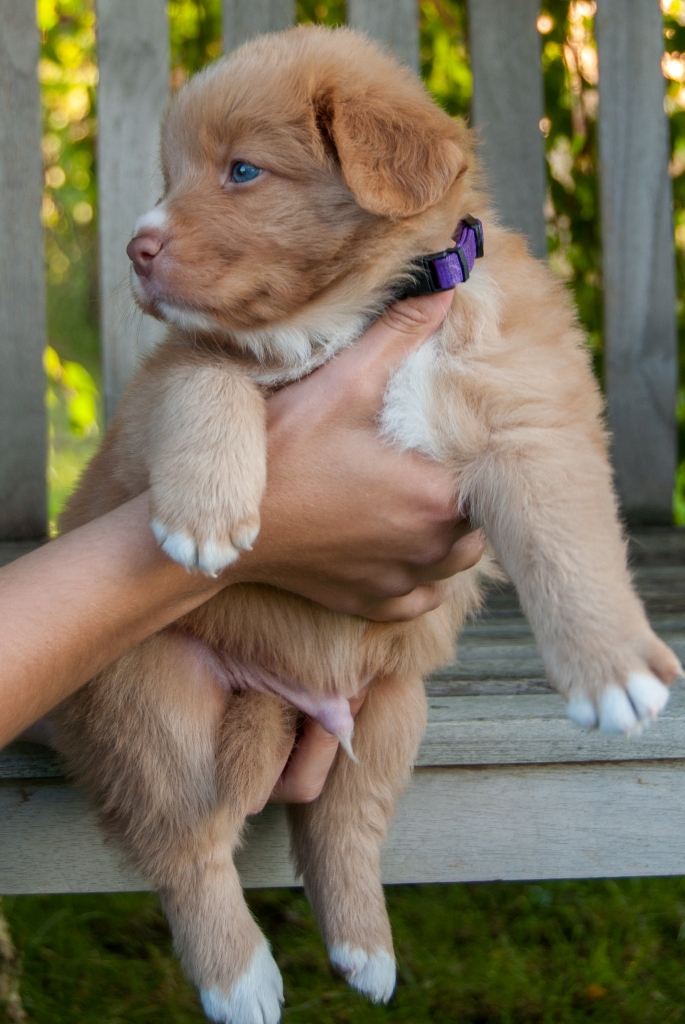 Barney 2