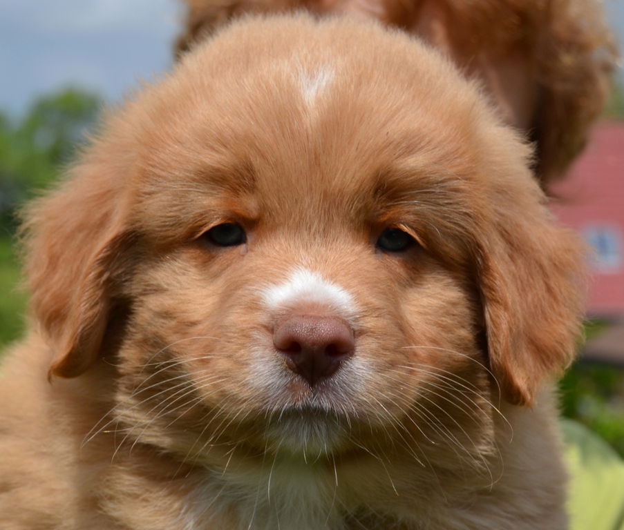 Barney m
