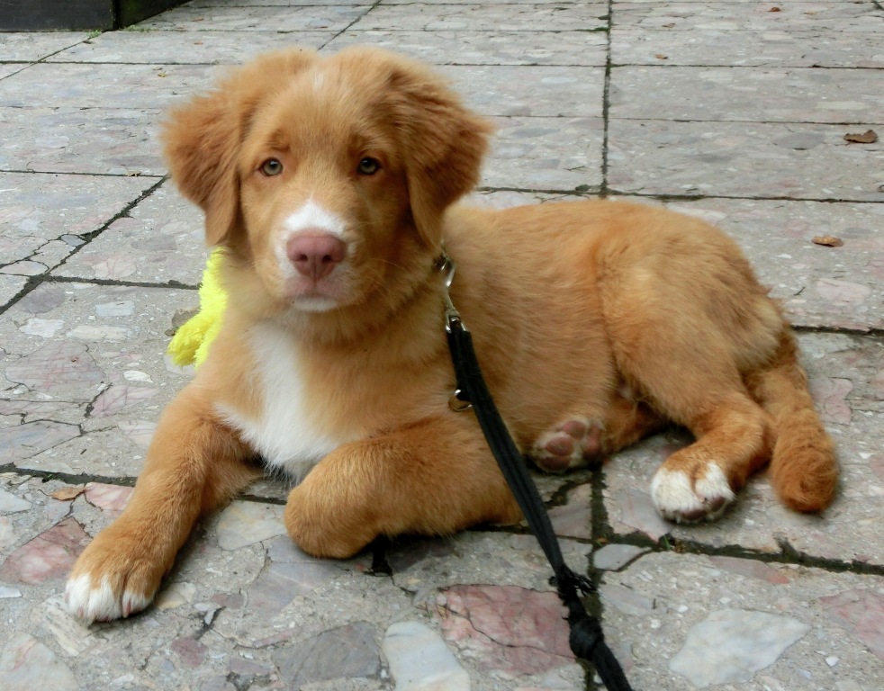 Barney