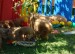 DSC04906a